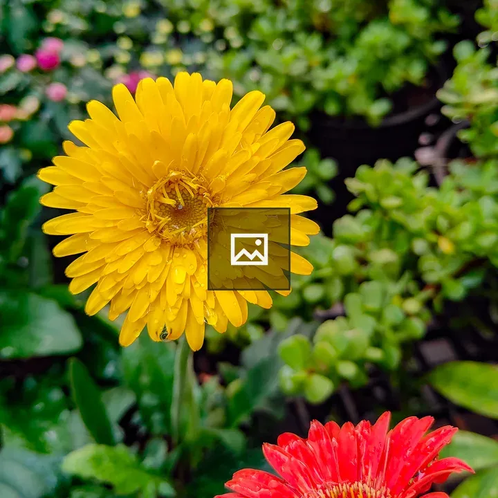 Yellow Flower and Red Flower