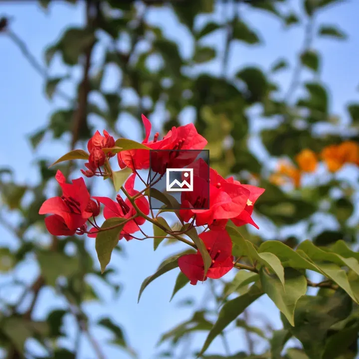 Red blossom tree foliage