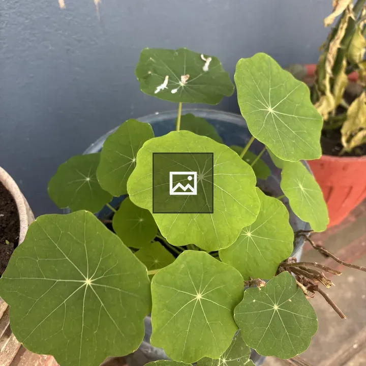 Leaves cluster on potted plant