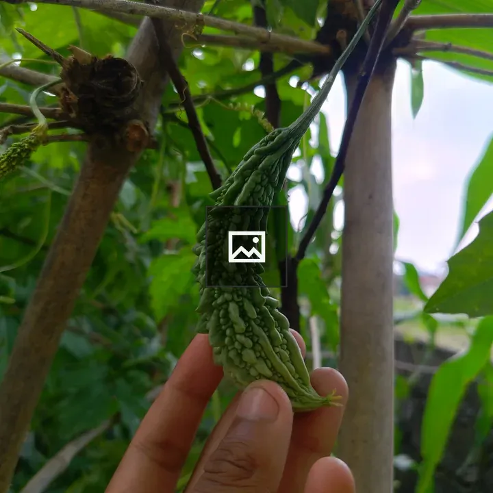 Hand holding green bitter gourd