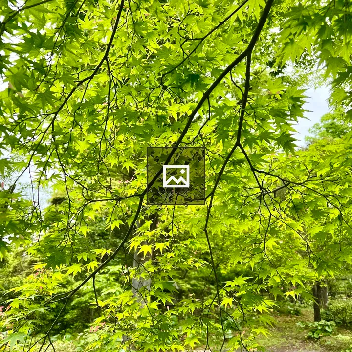 Lush maple leaves against blurred garden