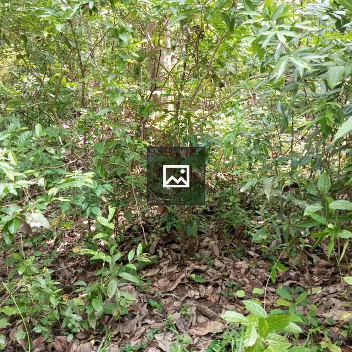 Tree Forest Sylhet Bangladesh