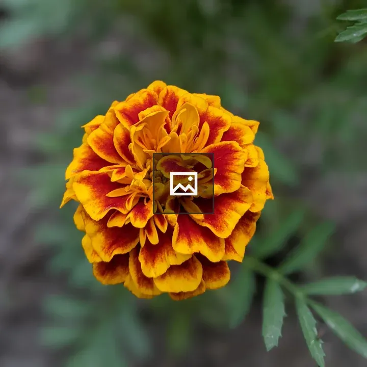 Marigold Flower Close-Up