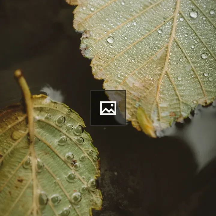 Two Green Leaves on Water Surface