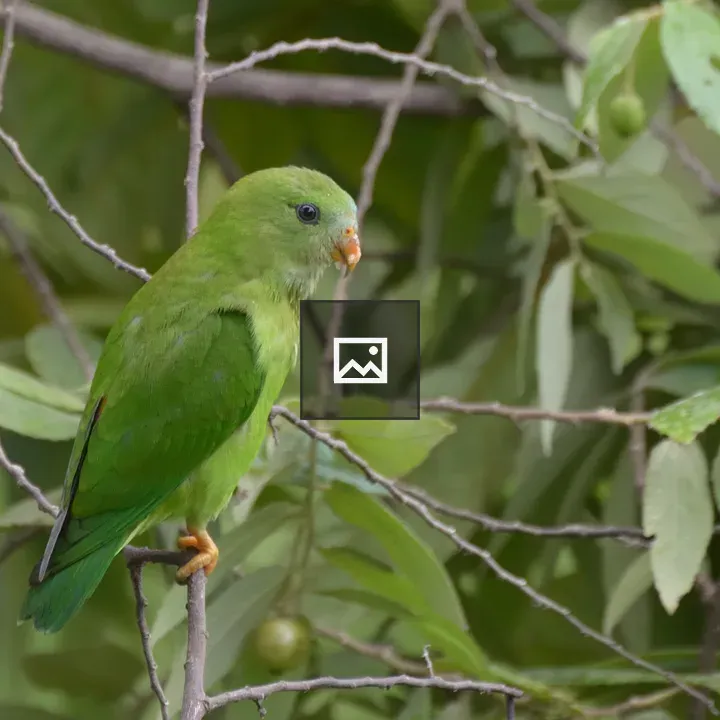 Parrot on a Green Branch