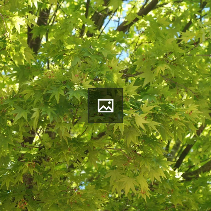 Green leaf maple tree