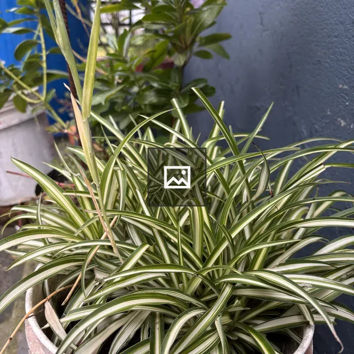 Spider plant in brown pot
