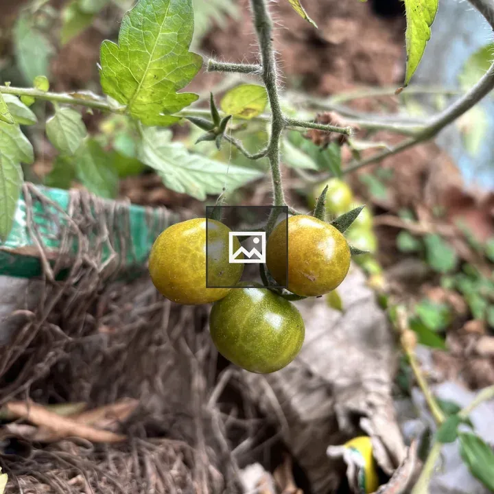 Unripe green tomatoes on a vine