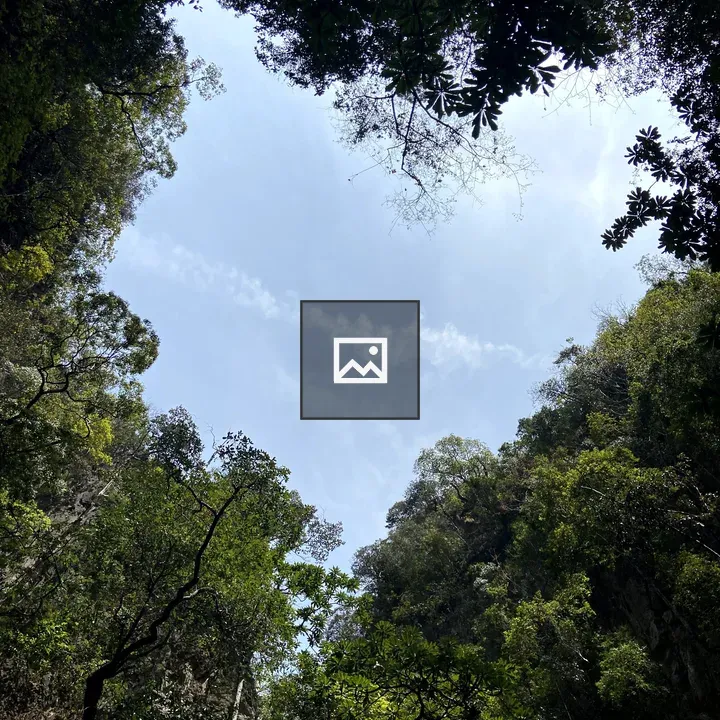 Looking Up at Tree Canopy