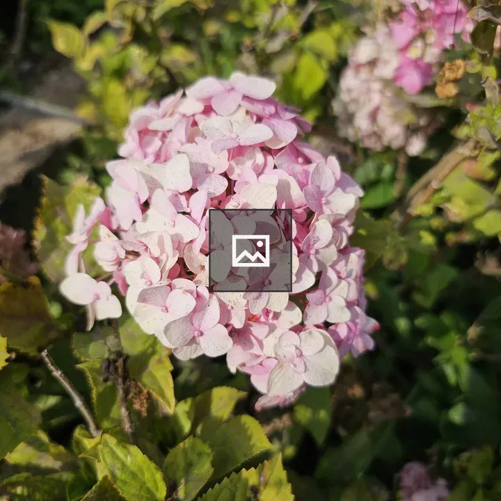 Pink hydrangea close-up