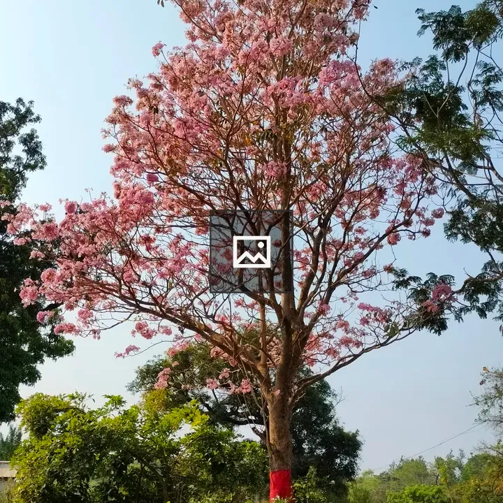 Tree with pink blossoms along roadside