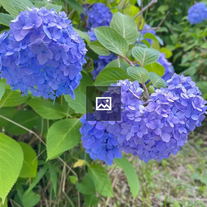 Blue and Purple Hydrangea Close-up