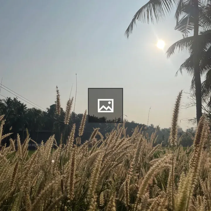 Grasses at Sunrise in Kerala