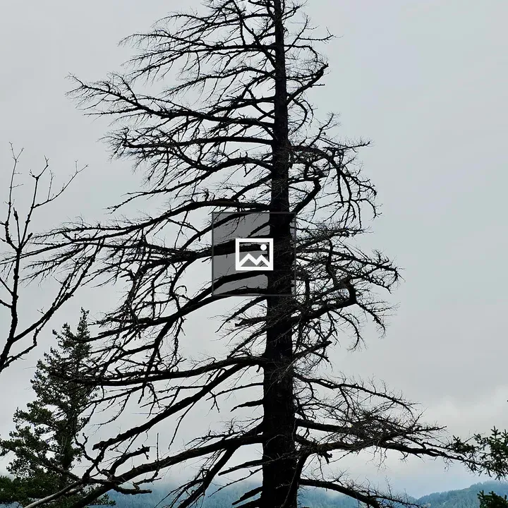 Tall bare tree in misty gorge