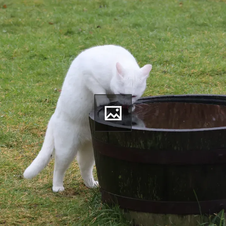 White cat drinking from a wooden barrel