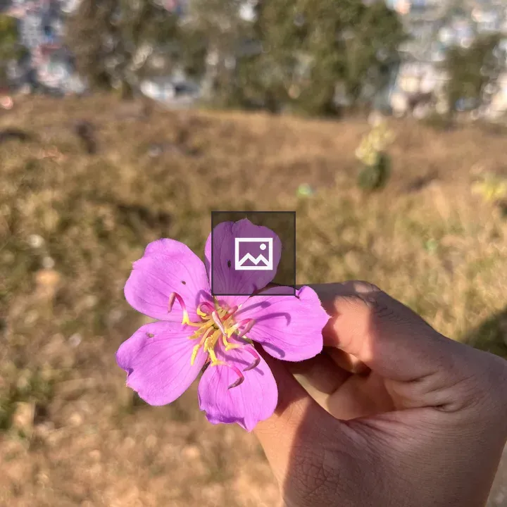 Hand holding pink flower