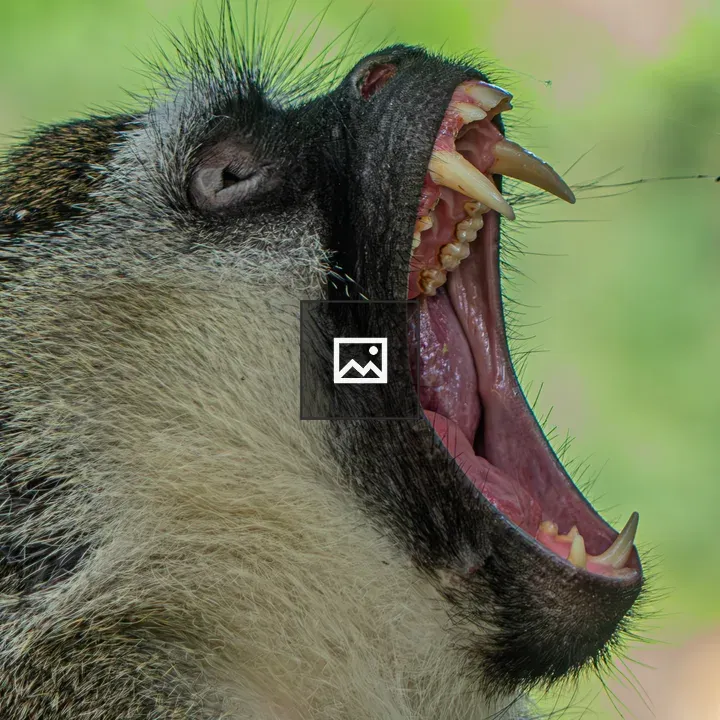 Vervet Monkey Yawning Side Profile