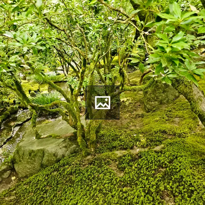 Mossy forest floor with shrubs