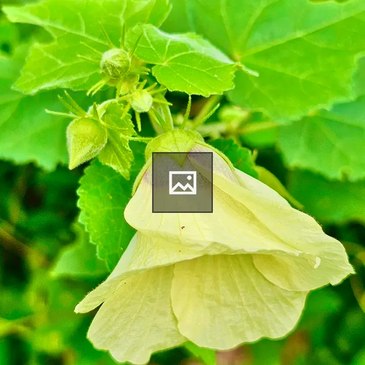 Hibiscus diversifolius flower top view