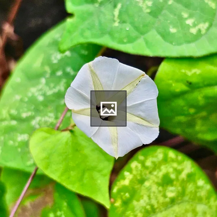 Ipomoea obscura flower
