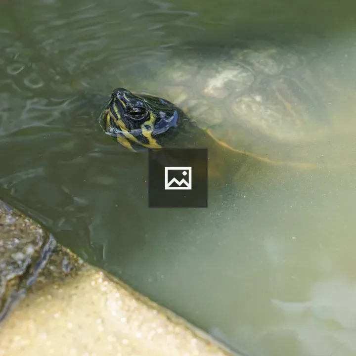 Turtle near pond edge