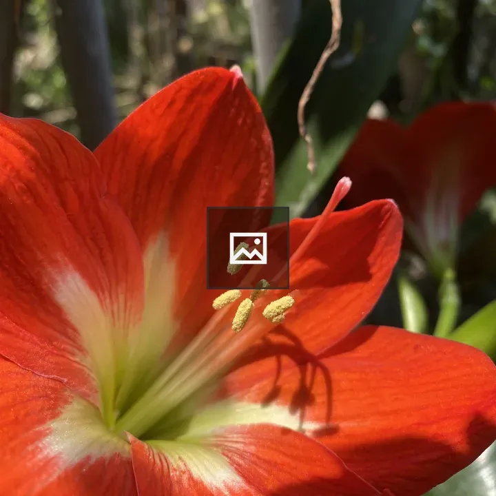 Close-up Red Flower with White Streaks