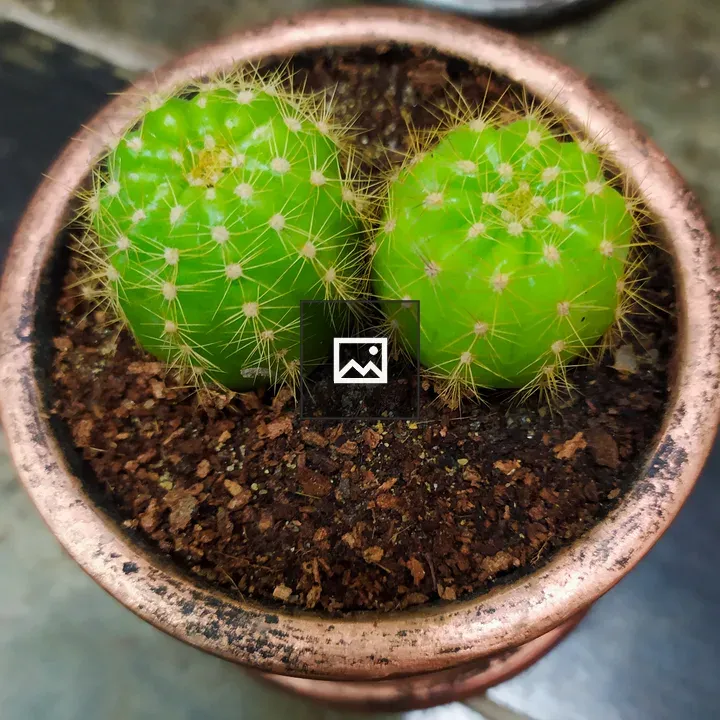 Close-up of two green cacti