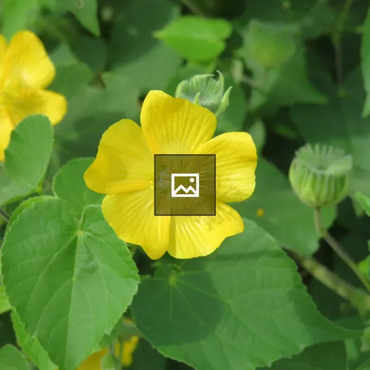 Yellow wildflower centered bloom