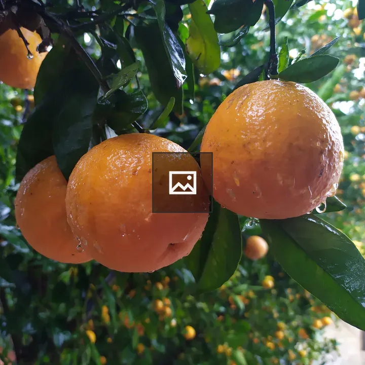 Raindrops on Oranges