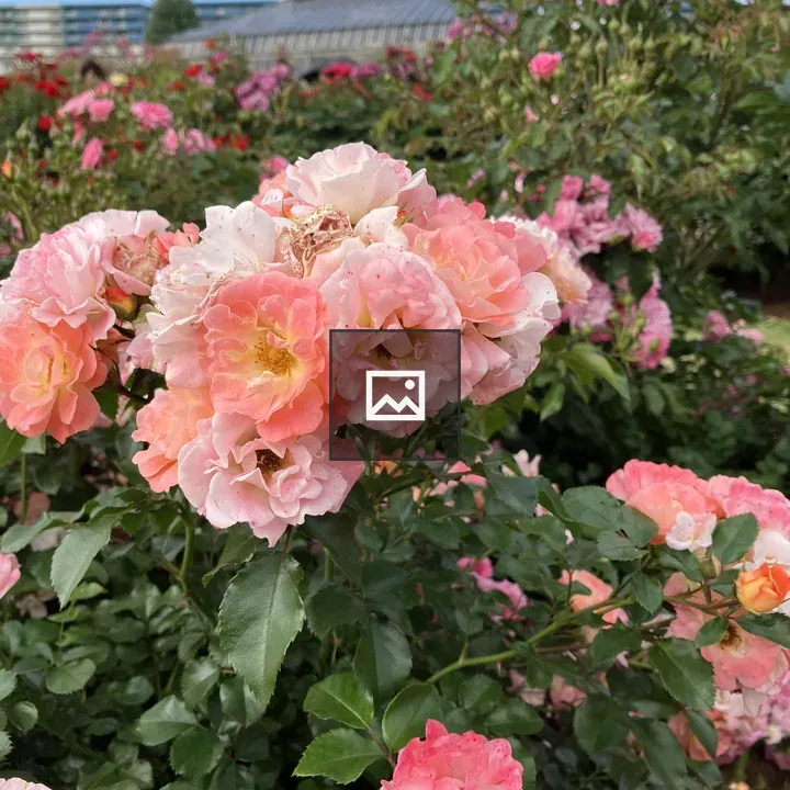 Pink roses on a rose bush