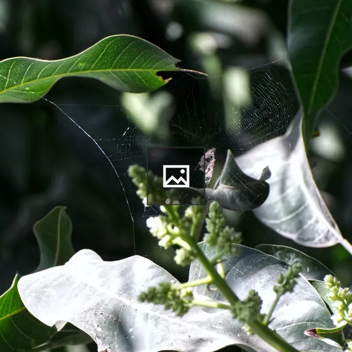 Spider Web Between Leaves