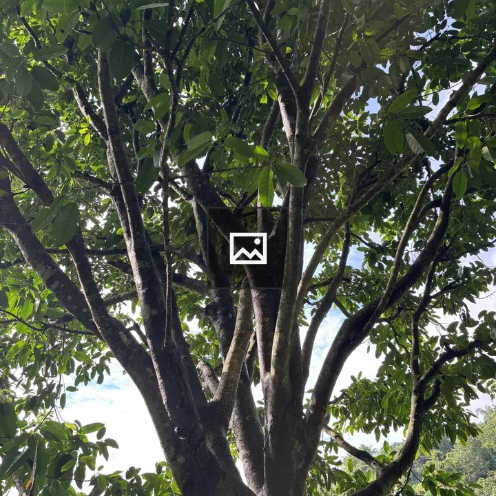 Close-up of green tree canopy