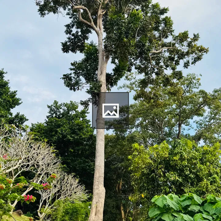 Tree on grassy hillside