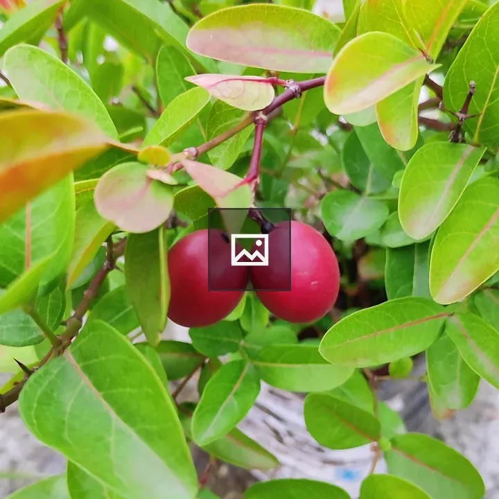 Carissa carandas Plant