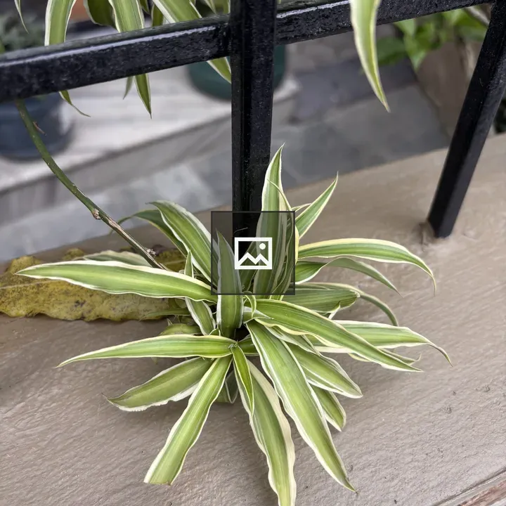 Spider Plant on Fence