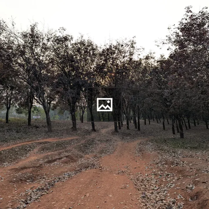 Dirt Path in Forest