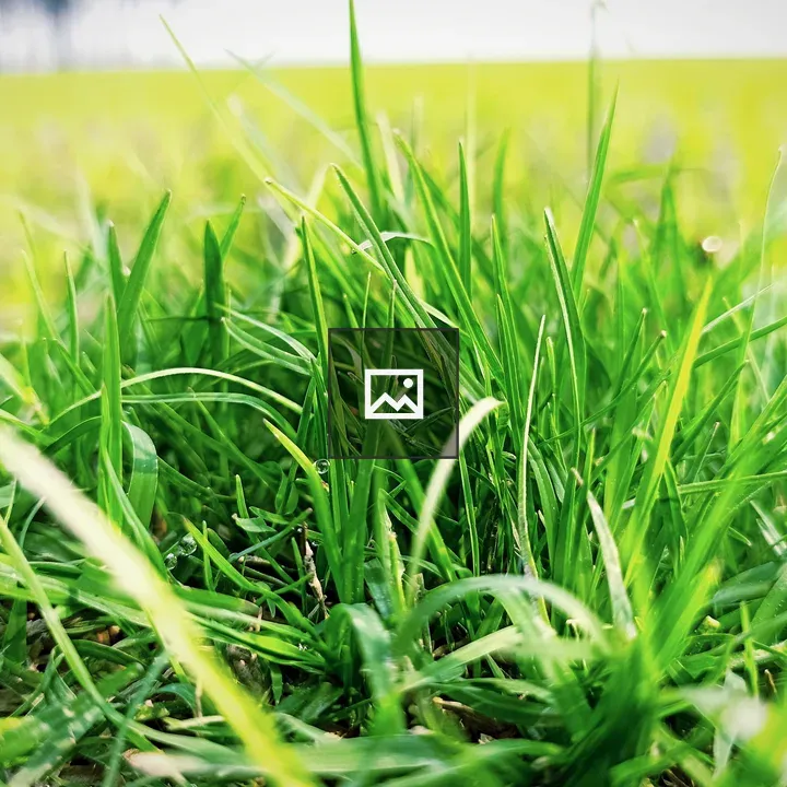 Close-up of green grass