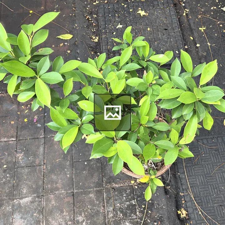 Green Potted Plant Close-Up