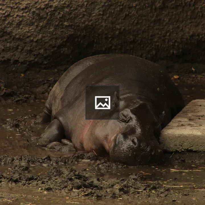 Hippo resting by muddy pool