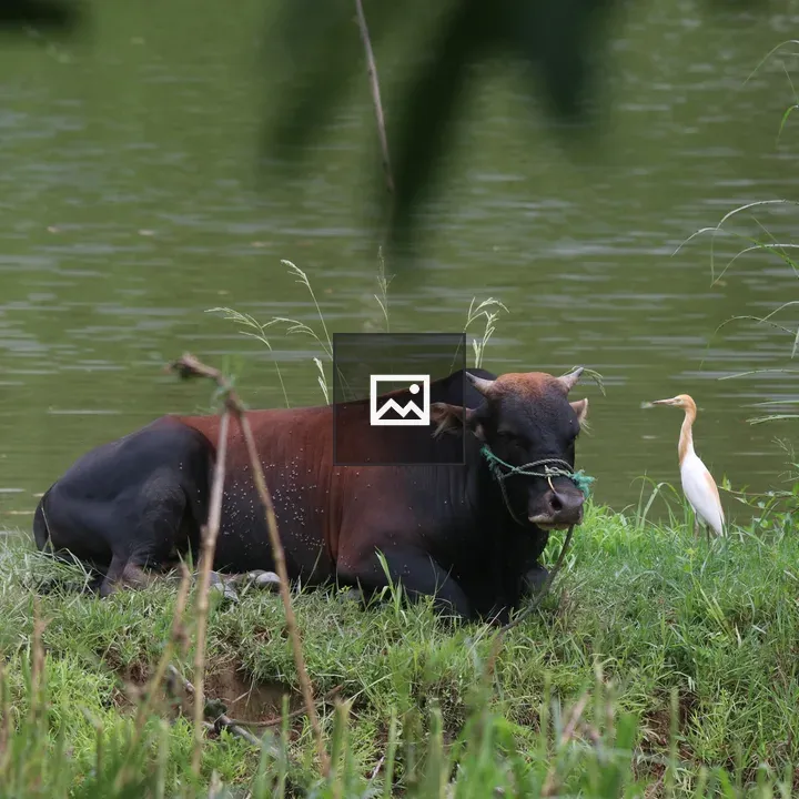 Bull and egret by pond