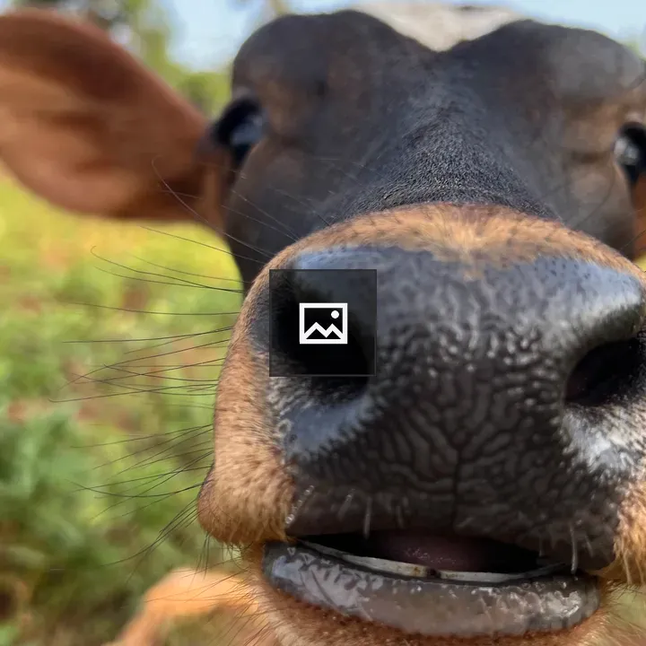 Calf Close-Up Portrait