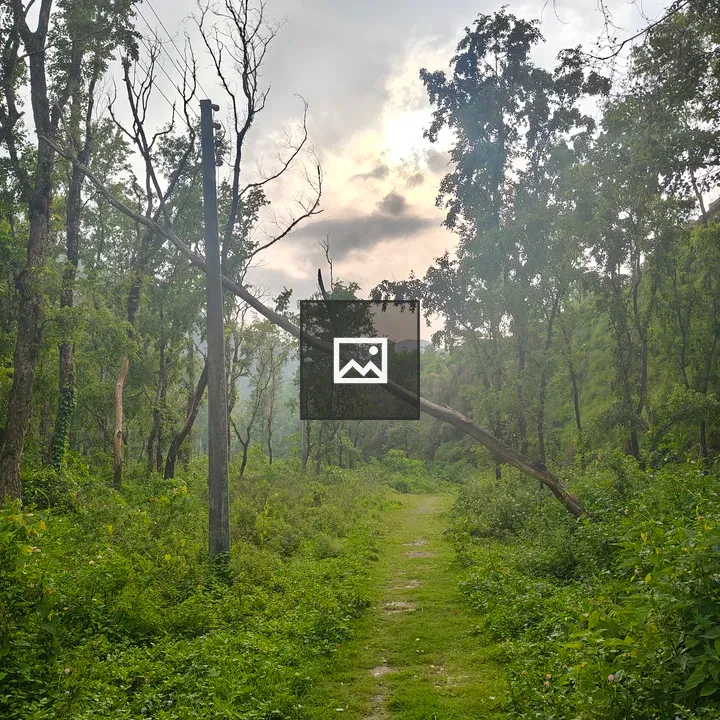 Dirt Path through Forest