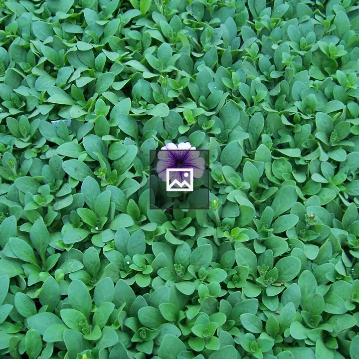 Single petunia in a field of green