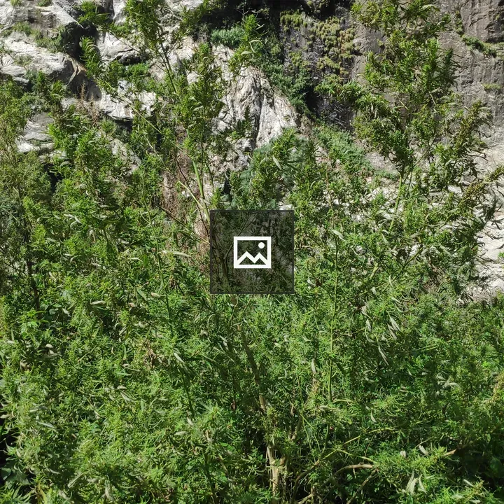 Dense green foliage cluster