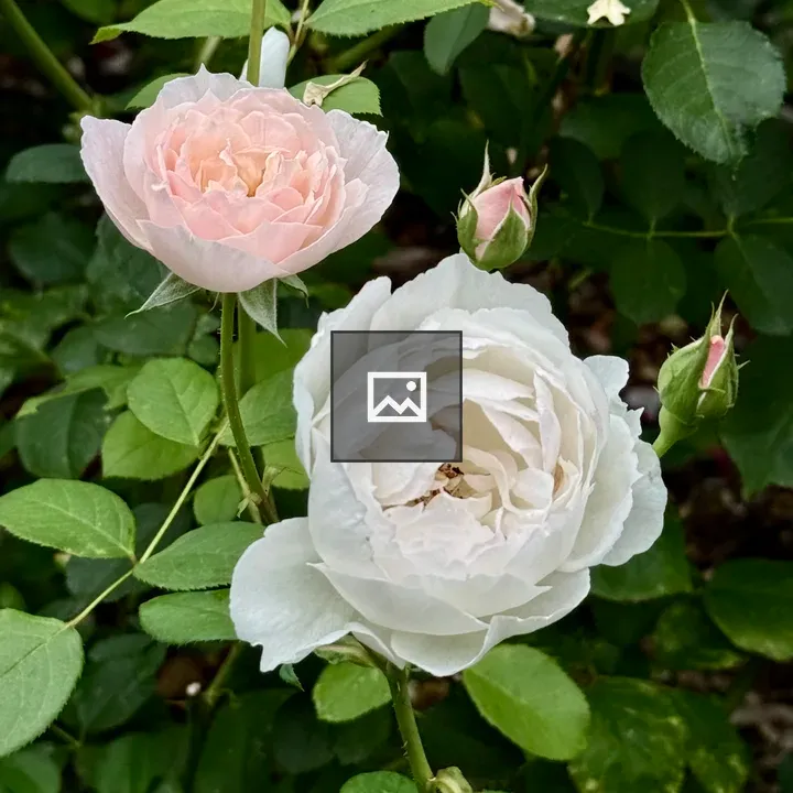 Soft pink and white roses
