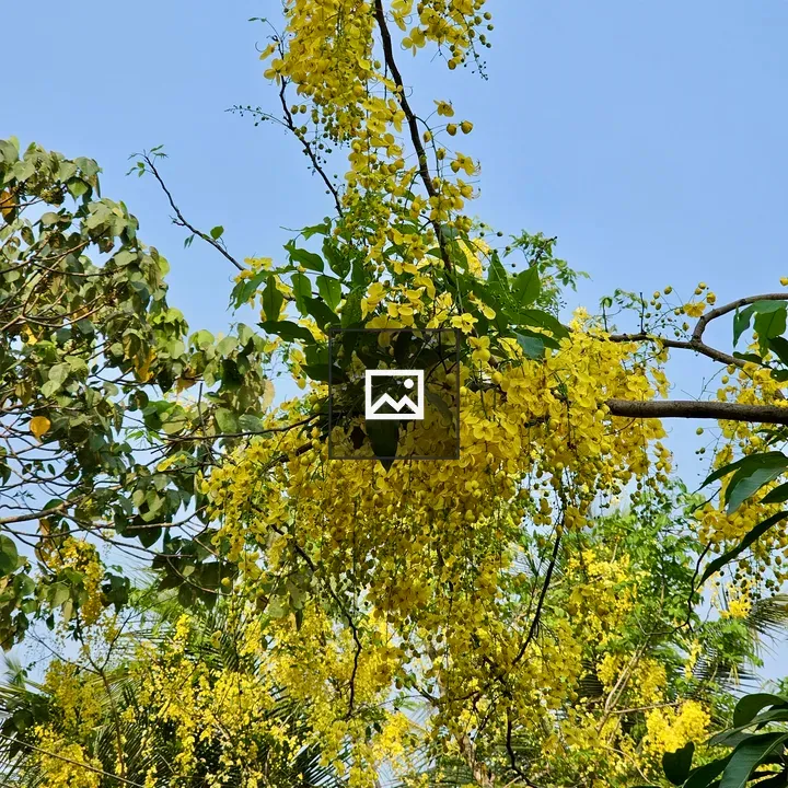 Cassia fistula Flowers in Portrait