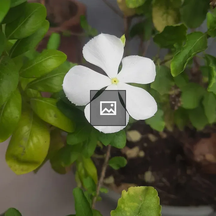 White little flower