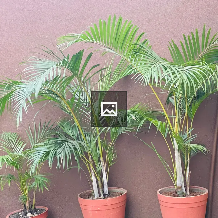 Arica palm plant trio