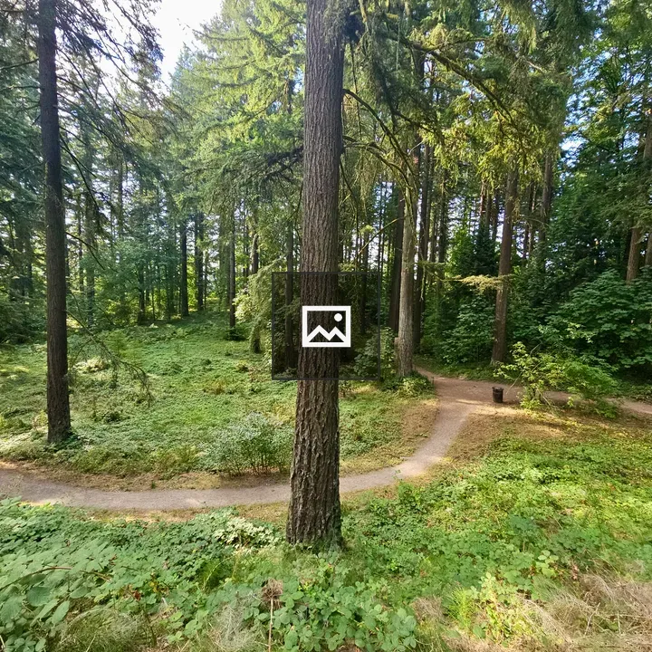 Curved Trail Through Pines