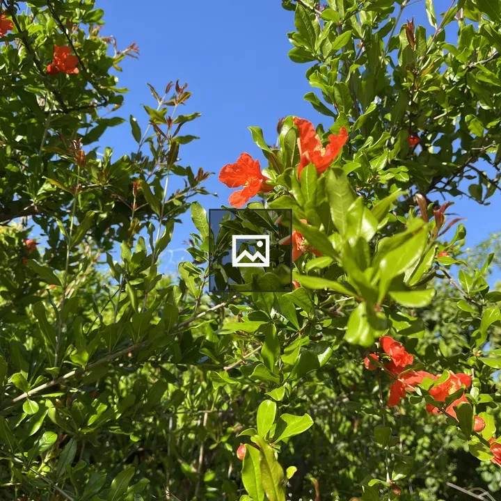 Pomegranate leafy branches